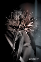 26k fotoart foto fotografie kunst composing bildbearbeitung blumen landschaft tiere portrait stil weithaler norbert